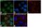 MAPK Associated Protein 1 antibody, 711539, Invitrogen Antibodies, Immunocytochemistry image 
