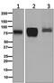 Trophoblast Glycoprotein antibody, ab134162, Abcam, Western Blot image 