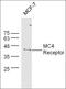 Melanocortin 4 Receptor antibody, orb157856, Biorbyt, Western Blot image 