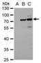 Dengue Virus Type II antibody, MA5-17297, Invitrogen Antibodies, Western Blot image 