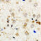 Aconitase 1 antibody, LS-C358895, Lifespan Biosciences, Immunohistochemistry frozen image 