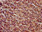 Intraflagellar Transport 140 antibody, LS-C680633, Lifespan Biosciences, Immunohistochemistry paraffin image 