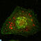 Calnexin antibody, LS-C813348, Lifespan Biosciences, Immunofluorescence image 