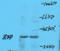 Kallikrein Related Peptidase 10 antibody, orb13530, Biorbyt, Western Blot image 