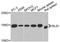 BH3-Like Motif Containing, Cell Death Inducer antibody, orb373593, Biorbyt, Western Blot image 