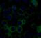 Thioredoxin Interacting Protein antibody, FNab09129, FineTest, Immunofluorescence image 