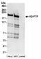 Protein Tyrosine Phosphatase Non-Receptor Type 23 antibody, NBP2-36549, Novus Biologicals, Western Blot image 