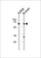 Leucine Zipper Tumor Suppressor 1 antibody, PA5-35130, Invitrogen Antibodies, Western Blot image 