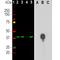 Aurora Kinase B antibody, M00762-3, Boster Biological Technology, Western Blot image 