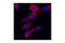 Acetyl-CoA Carboxylase Beta antibody, 3676P, Cell Signaling Technology, Immunofluorescence image 
