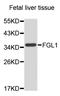 Fibrinogen Like 1 antibody, abx125846, Abbexa, Western Blot image 