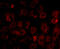Notum, Palmitoleoyl-Protein Carboxylesterase antibody, A03235, Boster Biological Technology, Immunofluorescence image 