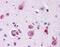 Frizzled Class Receptor 9 antibody, NLS5097, Novus Biologicals, Immunohistochemistry frozen image 