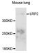 LDL Receptor Related Protein 2 antibody, LS-B15411, Lifespan Biosciences, Western Blot image 