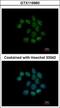 Nucleoside-Triphosphatase, Cancer-Related antibody, GTX116960, GeneTex, Immunofluorescence image 