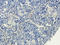 Ceramide Synthase 1 antibody, orb109379, Biorbyt, Immunohistochemistry paraffin image 
