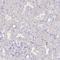 Ras Homolog Family Member V antibody, HPA053343, Atlas Antibodies, Immunohistochemistry frozen image 