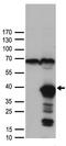 Heparin-binding growth factor 2 antibody, TA890058S, Origene, Western Blot image 