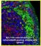 BAF Chromatin Remodeling Complex Subunit BCL11A antibody, NBP2-50115, Novus Biologicals, Immunocytochemistry image 