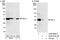 P542 antibody, A302-070A, Bethyl Labs, Immunoprecipitation image 