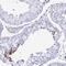Shisa Family Member 8 antibody, PA5-63677, Invitrogen Antibodies, Immunohistochemistry paraffin image 