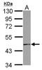 Prolactin-releasing peptide receptor antibody, NBP2-16716, Novus Biologicals, Western Blot image 