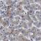 Magnesium Transporter 1 antibody, FNab04955, FineTest, Immunohistochemistry frozen image 