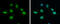 Growth Factor Receptor Bound Protein 2 antibody, GTX100294, GeneTex, Immunofluorescence image 