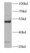 Receptor Associated Protein Of The Synapse antibody, FNab07118, FineTest, Western Blot image 