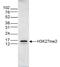 Histone H3 antibody, NBP2-59193, Novus Biologicals, Western Blot image 