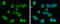 Dedicator of cytokinesis protein 2 antibody, GTX130734, GeneTex, Immunocytochemistry image 
