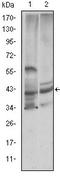 Cystatin C antibody, AM06614SU-N, Origene, Western Blot image 
