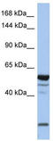 Erythrocyte Membrane Protein Band 4.1 Like 2 antibody, TA335005, Origene, Western Blot image 