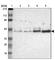 Alpha-N-acetylgalactosaminidase antibody, HPA000649, Atlas Antibodies, Western Blot image 