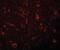 Probable ribonuclease ZC3H12C antibody, orb94376, Biorbyt, Immunofluorescence image 