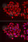 Elongation factor Tu, mitochondrial antibody, A6423, ABclonal Technology, Immunofluorescence image 