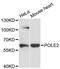 DNA Polymerase Epsilon 2, Accessory Subunit antibody, LS-C747914, Lifespan Biosciences, Western Blot image 