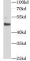 Sorting Nexin 17 antibody, FNab08084, FineTest, Western Blot image 