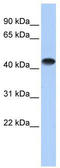 Creatine kinase M-type antibody, TA346080, Origene, Western Blot image 