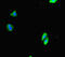Deltex E3 Ubiquitin Ligase 4 antibody, LS-C677737, Lifespan Biosciences, Immunofluorescence image 