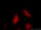 DnaJ homolog subfamily B member 6 antibody, 11707-1-AP, Proteintech Group, Immunofluorescence image 