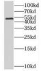 Mitochondrial Translation Release Factor 1 antibody, FNab05421, FineTest, Western Blot image 