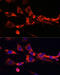 Selectin L antibody, 16-499, ProSci, Immunofluorescence image 
