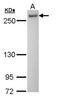 DEAH-Box Helicase 16 antibody, NBP1-31067, Novus Biologicals, Western Blot image 