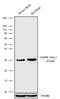 Protein Kinase AMP-Activated Non-Catalytic Subunit Beta 2 antibody, 711321, Invitrogen Antibodies, Western Blot image 