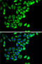 Prostaglandin E Synthase 2 antibody, 22-732, ProSci, Immunofluorescence image 