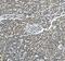 Sorbin And SH3 Domain Containing 3 antibody, A05794, Boster Biological Technology, Immunohistochemistry frozen image 