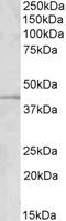 Homeobox protein Hox-C8 antibody, 42-654, ProSci, Western Blot image 
