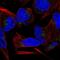 Chromosome 9 Open Reading Frame 64 antibody, NBP2-55699, Novus Biologicals, Immunofluorescence image 