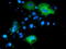 Phosphoinositide-3-Kinase Adaptor Protein 1 antibody, TA501763, Origene, Immunofluorescence image 